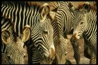 zebra2