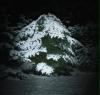 Schnee im Baum, fotografiert bei Nacht mit 55 W Halogenleuchte