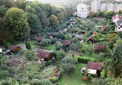 Steigerfoto-Kirschwiese-070914