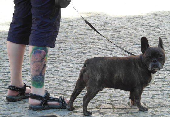 Bein_Hund