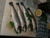 Fische