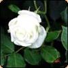 unknown-white-rose