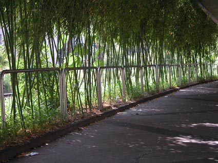 Bambusspalier