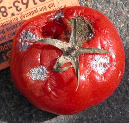 Faule-Tomate1