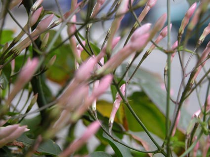 Jasminum-polyanthum