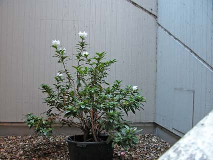 Rhododendron-2-Bluete