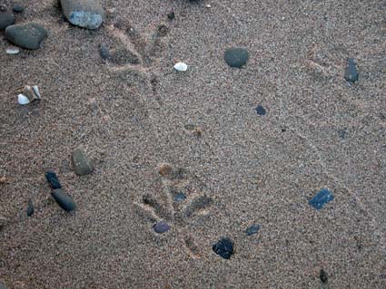 Spuren-im-Sand