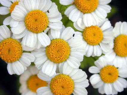 Tanacetum