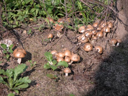 kleine-champignons1
