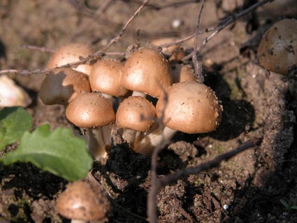 kleine-champignons2