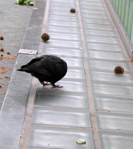 schwarze-Taube