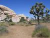 Joshua Tree NP