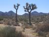 Joshua Tree NP