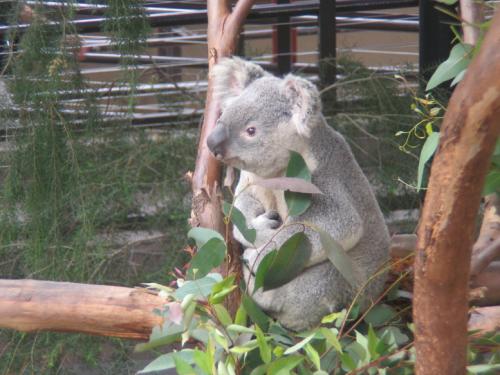 San Diego Zoo - Koala 