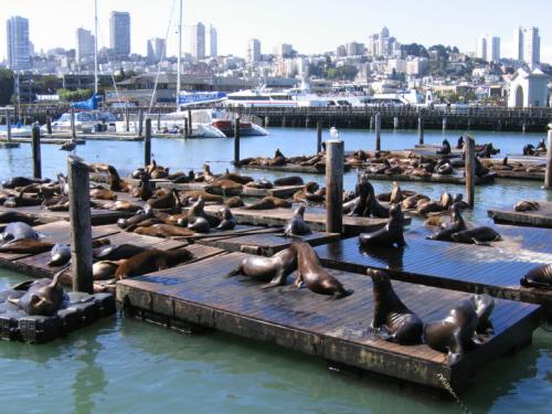 San Francisco - Seeloewenkolonie Fishermans Wharf