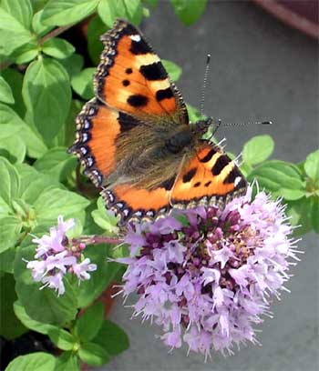 Schmetterlingbilder Oregano
