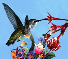 colibri-krystina-bearbeitet