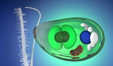 Urahn-aller-Pflanzen-