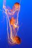 Vancouver-Aquarium-
