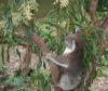 Koala-in-Baum