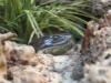 Schlangenkopf-Tasmanien