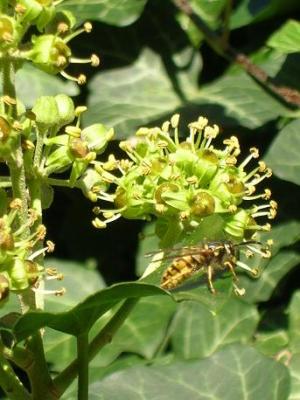Efeu-Blüte im Oktober