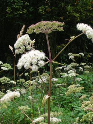 Waldengelwurz im Hunsrück