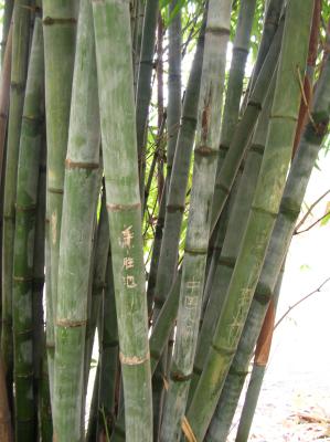 China-2010-038