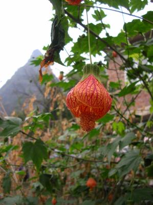 China-2010-043