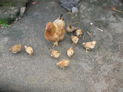 China-2010-076