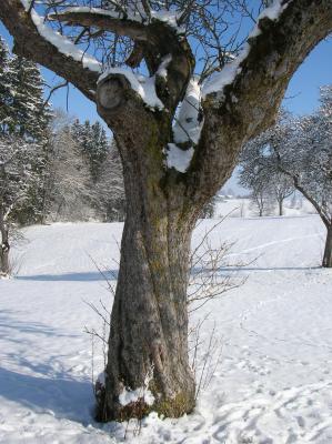 Lichtmess-2011-057