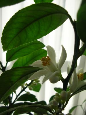 Lichtmess-2012-056