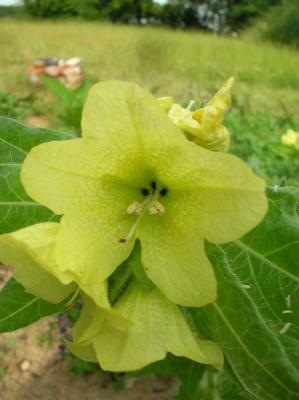 Litha-2010-028
