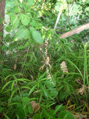 Litha-2010-062