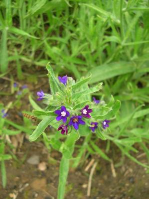 Litha-2012-041