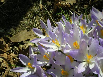 Ostara-2011-025