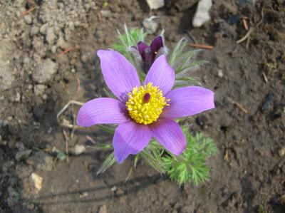 Ostara-2011-036
