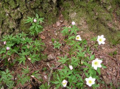 Ostara-2011-042