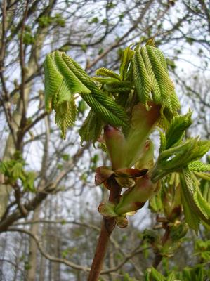 Ostara-2011-057