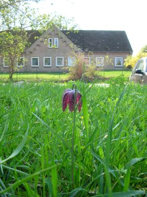 Ostara-2011-072
