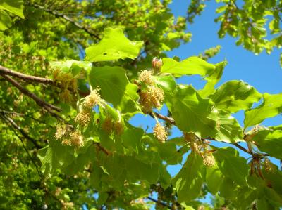 Ostara-2011-104
