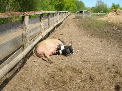 Ostara-2011-118