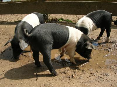Ostara-2011-123