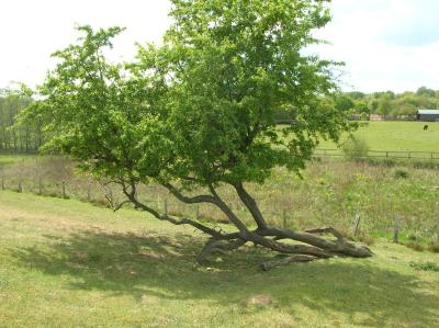 Ostara-2011-126