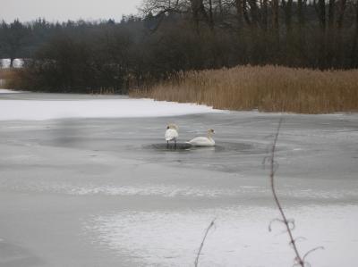 Ostara-2013-001