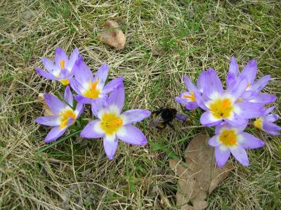 Ostara-2013-016