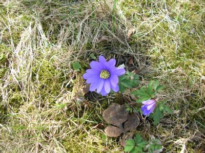 Ostara-2013-020