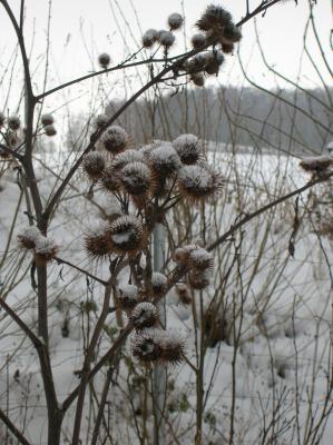 Winter-2009-2010-007