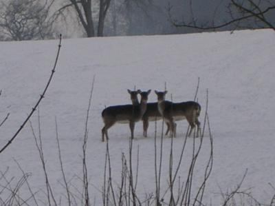 Winter-2009-2010-038