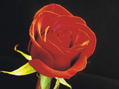 Una rosa pour una bella donna